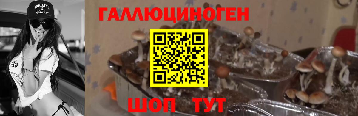 Псилоцибиновые грибы Psilocybine cubensis  Вход с VPN  Анжеро-Судженск 
